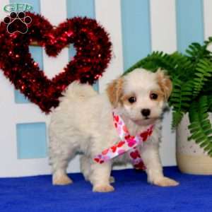 Thea, Maltipoo Puppy