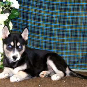 Thea, Siberian Husky Puppy