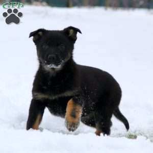 Thea, German Shepherd Puppy