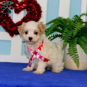 Thea, Maltipoo Puppy