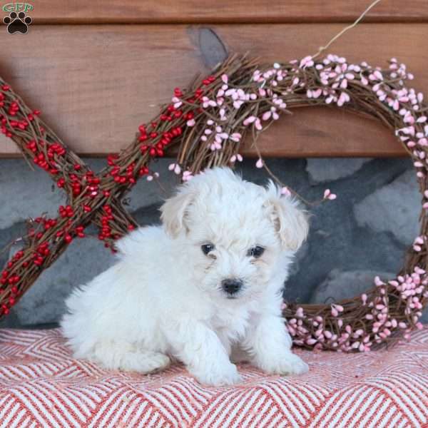 Theo, Bichon Frise Puppy