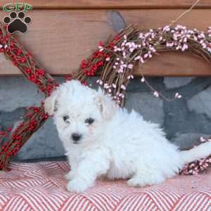 Theo, Bichon Frise Puppy