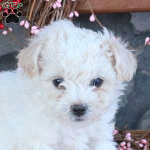 Theo, Bichon Frise Puppy