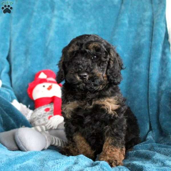 Theo, Miniature Poodle Puppy