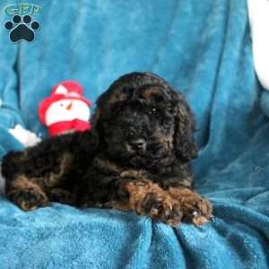 Theo, Miniature Poodle Puppy