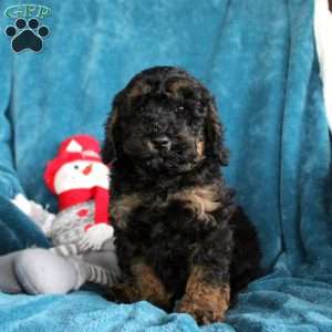 Theo, Miniature Poodle Puppy