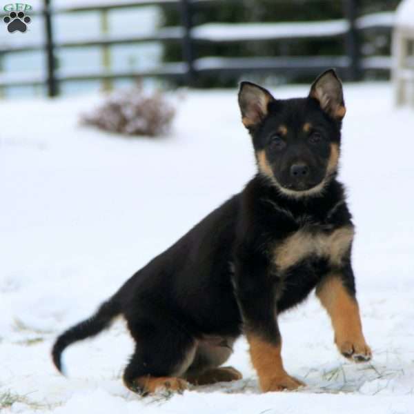 Thor, German Shepherd Puppy