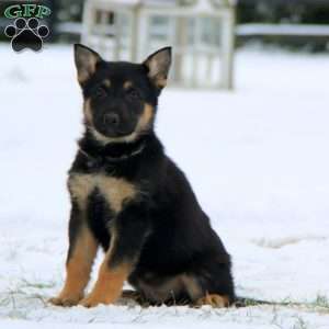 Thor, German Shepherd Puppy