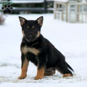 Thor, German Shepherd Puppy