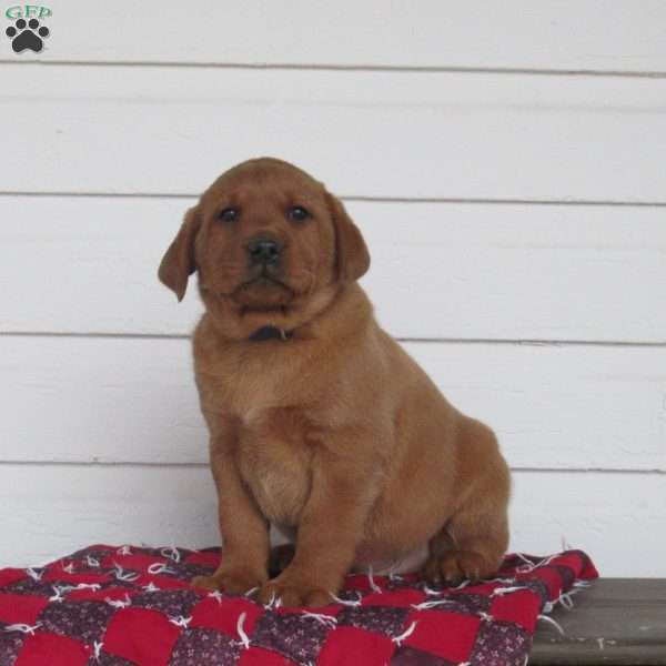 Thunder, Fox Red Labrador Retriever Puppy