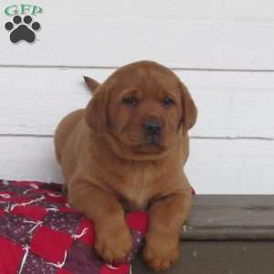 Thunder, Fox Red Labrador Retriever Puppy