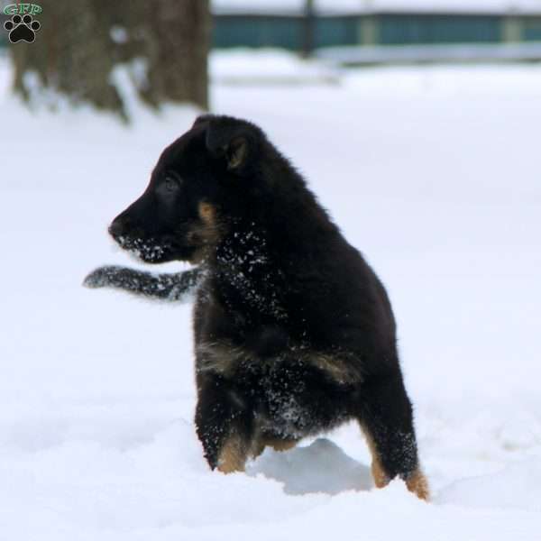 Tiger, German Shepherd Puppy