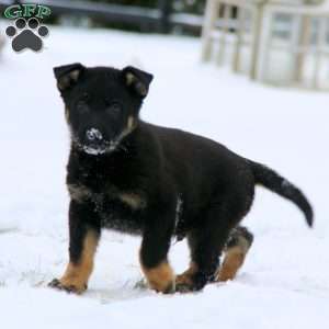 Tiger, German Shepherd Puppy