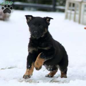 Tiger, German Shepherd Puppy