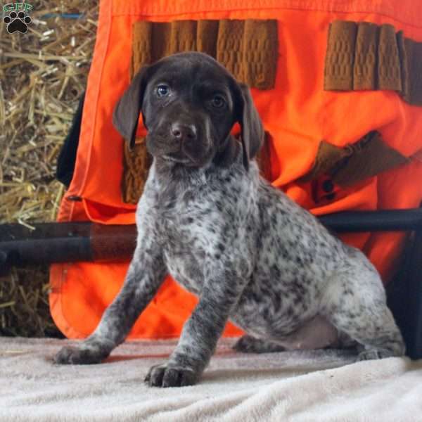 Tilly, German Shorthaired Pointer Puppy