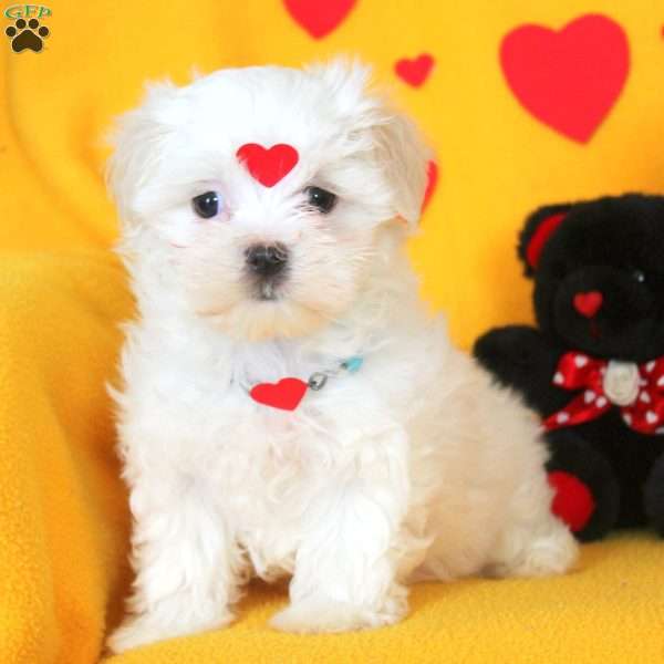 Tilly, Maltese Puppy