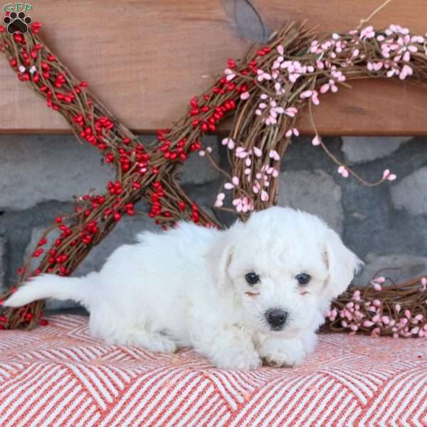 Tilly, Bichon Frise Puppy