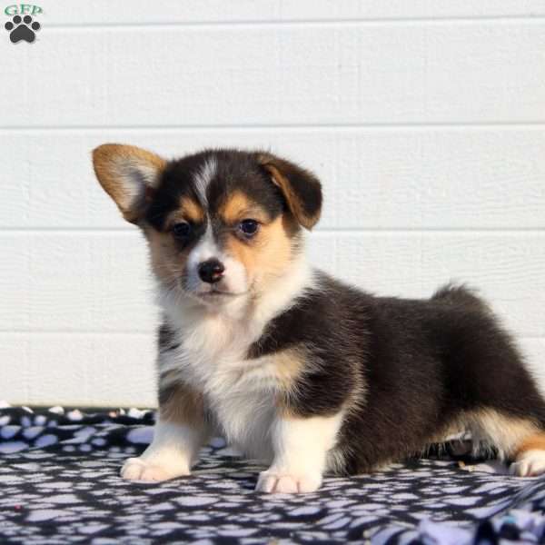 Tilly, Pembroke Welsh Corgi Puppy