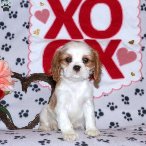 Tilly, Cavalier King Charles Spaniel Puppy