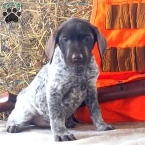 Tilly, German Shorthaired Pointer Puppy