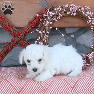 Tilly, Bichon Frise Puppy