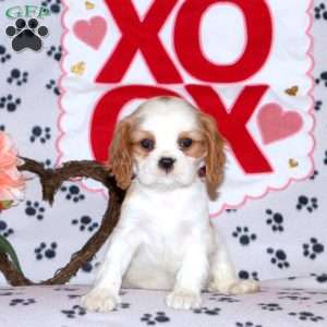 Tilly, Cavalier King Charles Spaniel Puppy