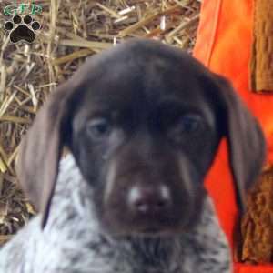 Tilly, German Shorthaired Pointer Puppy