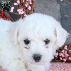 Tilly, Bichon Frise Puppy