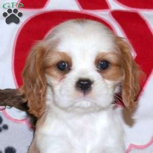 Tilly, Cavalier King Charles Spaniel Puppy