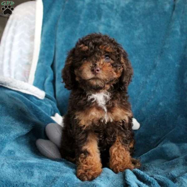 Tilly, Miniature Poodle Puppy