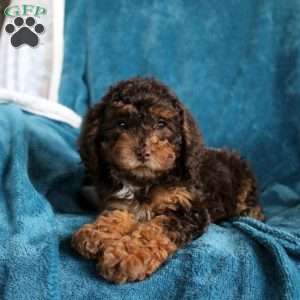 Tilly, Miniature Poodle Puppy