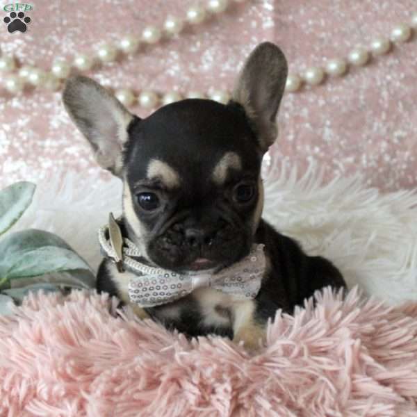 Timber, French Bulldog Puppy