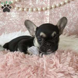 Timber, French Bulldog Puppy