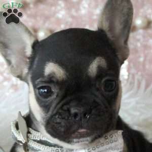 Timber, French Bulldog Puppy