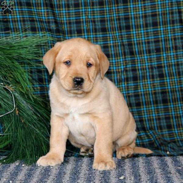 Timber, Yellow Labrador Retriever Puppy