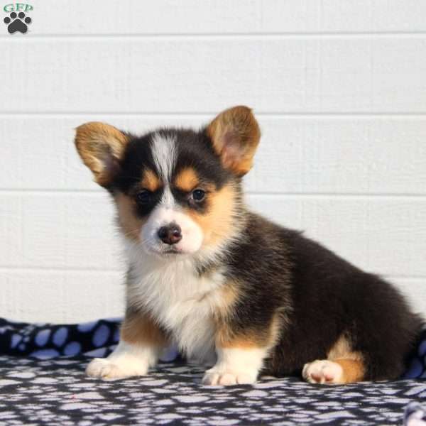 Timmy, Pembroke Welsh Corgi Puppy