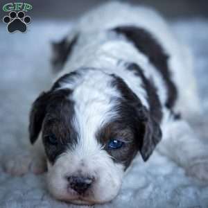 Timon, Cavapoo Puppy