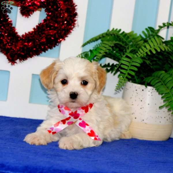 Tina, Maltipoo Puppy