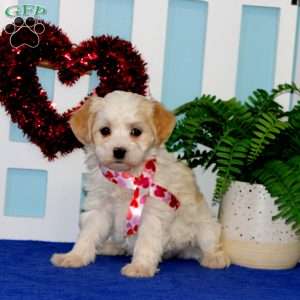 Tina, Maltipoo Puppy