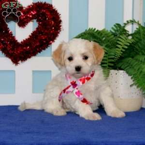 Tina, Maltipoo Puppy