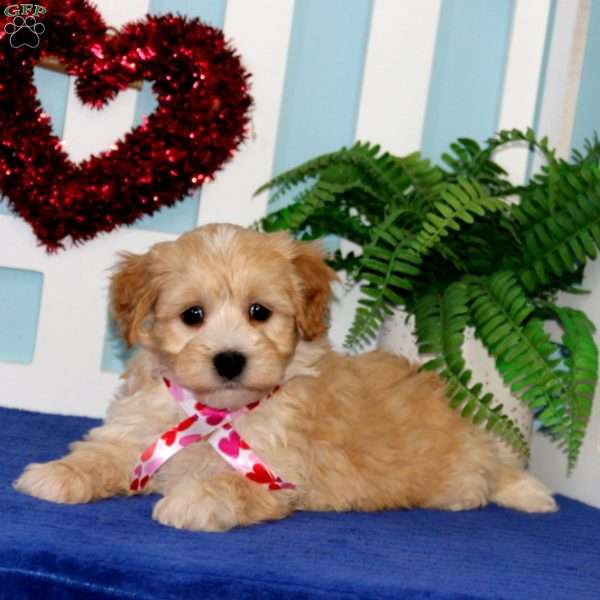 Tinker, Maltipoo Puppy