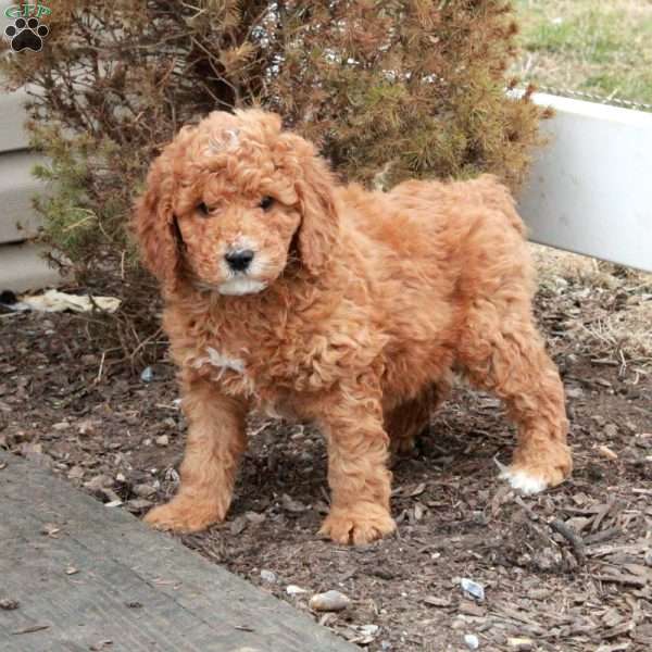 Titan, Miniature Poodle Puppy