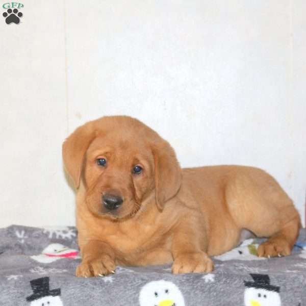 Titan, Fox Red Labrador Retriever Puppy