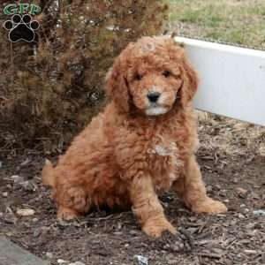 Titan, Miniature Poodle Puppy