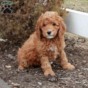 Titan, Miniature Poodle Puppy