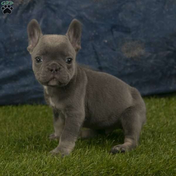 Toby, French Bulldog Puppy