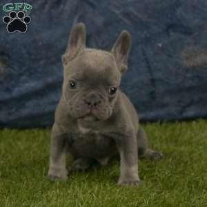 Toby, French Bulldog Puppy