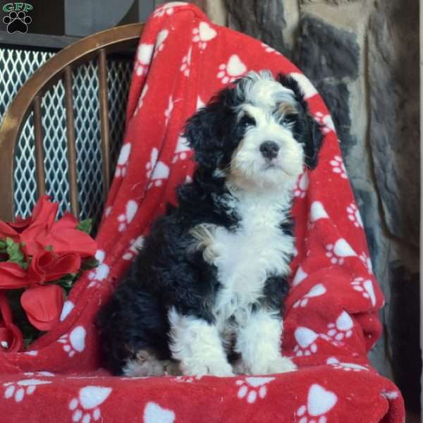 Toby, Mini Bernedoodle Puppy