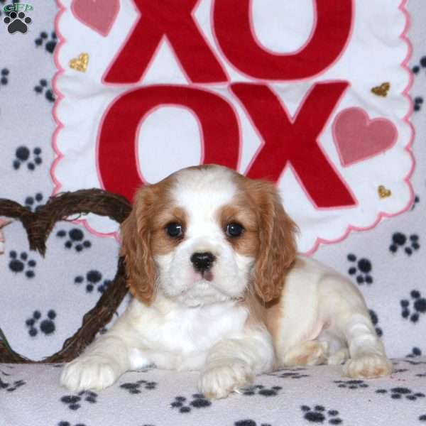 Toby, Cavalier King Charles Spaniel Puppy