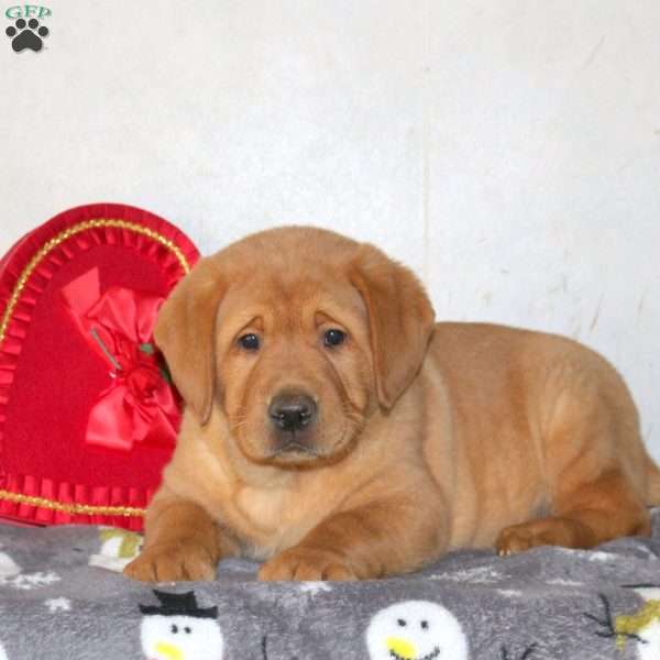 Toby, Fox Red Labrador Retriever Puppy